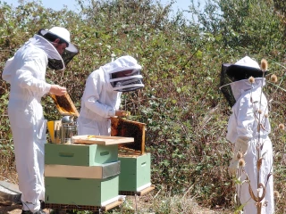 Côte-d'Or : Les abeilles de la Chambre d'agriculture livrent leur premier miel