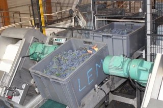 Viticulture