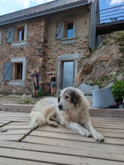 Des chiens de protection minutieusement sélectionnés