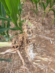 Maïs ensilage : anticiper les déficits avant de les subir