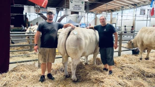 On est allé voir les vaches à Saulieu