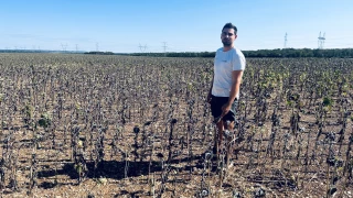 10 q/ha : le tournesol au régime sec