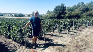 Vendanges terminées dans le Châtillonnais