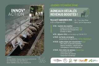 Journée technique ovine : Agneaux décalés, revenus boostés !