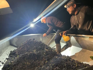 Viticulture