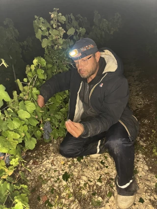 Viticulture