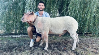 Un peu comme à Saulieu