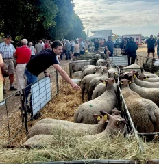 Affluence accrue à la Foire nationale aux reproducteurs ovins de Decize