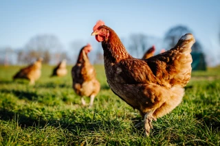 Poulet : la difficile reconquête de la souveraineté