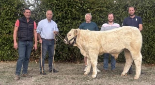 Un veau de Côte d'Or vendu 21 100 euros