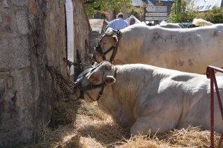 Foire d'élevage