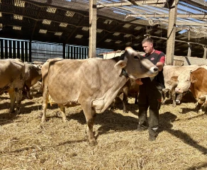 une vache Brune accompagnée de son éleveur