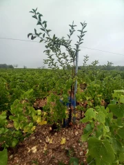 L'arbre et la vigne : tandem gagnant ?