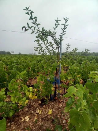 L'arbre et la vigne : tandem gagnant ?
