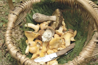Cet automne, pourra-t-on cueillir des champignons ?