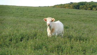 Vers plus de luzerne dans le nord de la Nièvre