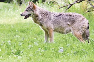 Une cellule de veille qui ne protégera que les loups