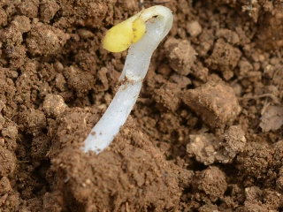 Réussir l’implantation : Assurer la germination