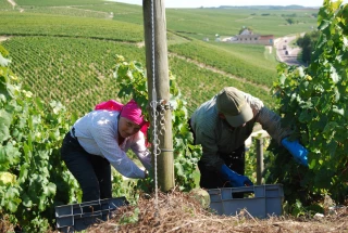 Vendanges: de nouveaux salariés disponibles pour les récoltes