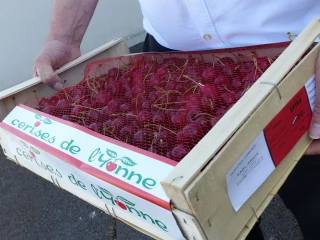Vers un soutien de la Région BFC aux producteurs de cerises