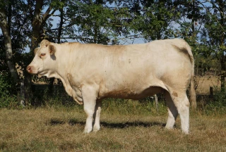 Des vaches mises aux enchères