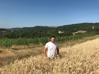 Les grandes cultures puis la vigne