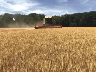 Du blé et des sangliers