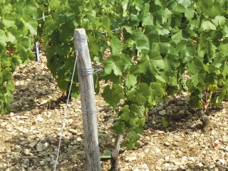 L’alternative de faire du crémant bio
