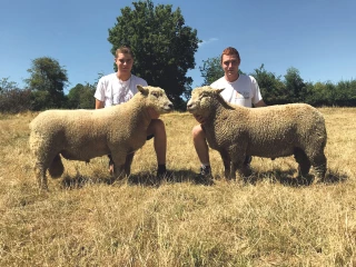 Le southdown à l’affiche