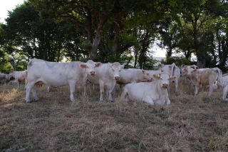 Les bons gestes à adopter en période de sécheresse
