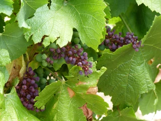 Coup de chaud sur les vignes