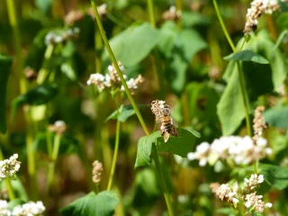 L’importance des abeilles dans la culture de sarrasin