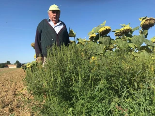 Une plante invasive et allergisante