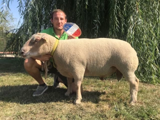 De très beaux béliers 