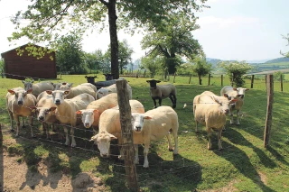 L’année du mouton se poursuit à la Chambre d’agriculture