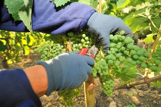 Le point sur la maturation du raisin