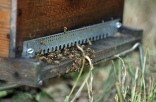 Les apiculteurs confirment une récolte «catastrophique»