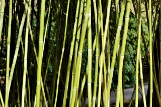 Une voie de diversification pour l’agriculture française ?