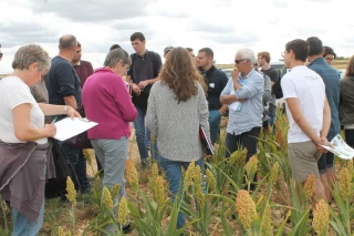 Des cultures alternatives au colza