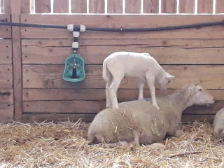Deux espèces de coccidies sont pathogènes