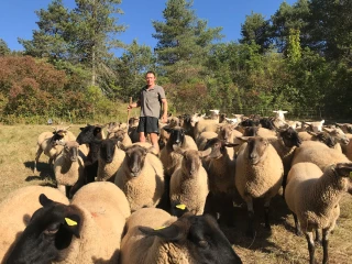 L’entretien par les ovins