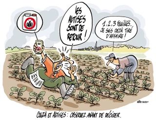 Tous les colzas ne sont pas égaux face aux ravageurs !
