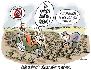 Tous les colzas ne sont pas égaux face aux ravageurs !