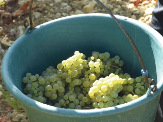 AVE 89 et l’Anefa ont recruté 150 personnes pour les vendanges