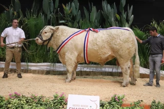 La «crème» des animaux charolais de l’année