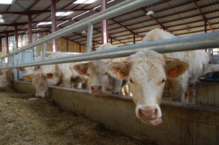 Encore une année bien compliquée pour la ferme Nièvre