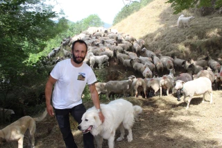 Des éleveurs minés par le loup