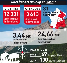 La pression du loup toujours plus forte