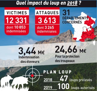La pression du loup toujours plus forte