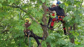 Des candidats recherchés pour un certificat de spécialisation arboriste-élagueur